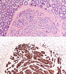 Immunhistochemie